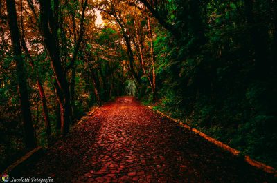 A harmonia com a natureza cada vez mais se faz necessária na vida do ser humano. No complexo turístico Thermas de Iraí, o turista encontrará um bosque de aproximadamente cinco mil metros de extensão e dois de largura, propício para trilhas, caminhadas, ca